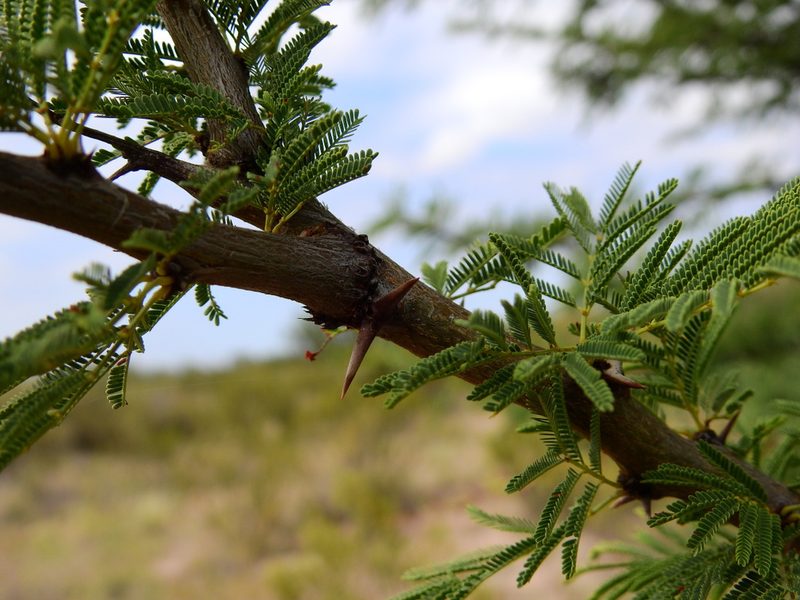 Vachellia astringens, photographed by Guillermo Debandi