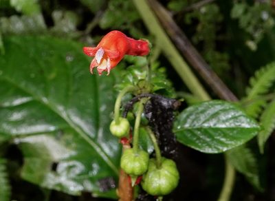 Centropogon solanifolius, photographed by desertnaturalist