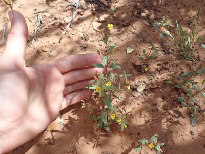 Erythranthe rubella, photographed by Nolan Exe