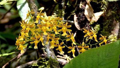 Oncidium chrysomorphum, photographed by desertnaturalist