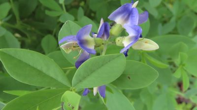 Baptisia australis, photographed by Jason Swanson