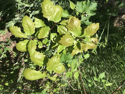 Quercus prinoides, photographed by Chase Mathey