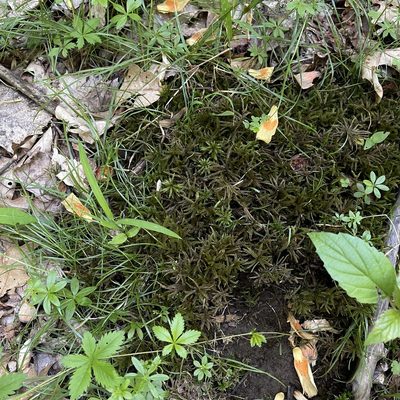 Climacium americanum, photographed by Summit Metro Parks