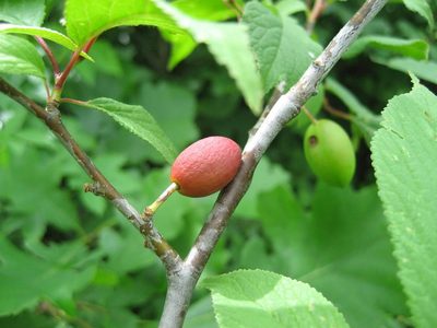 Prunus nigra, photographed by rboles