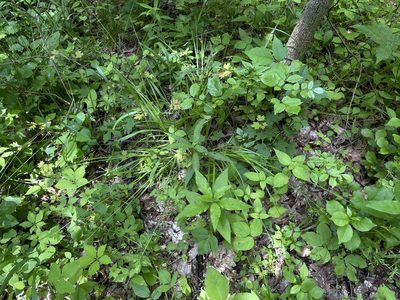Carex cephaloidea, photographed by Summit Metro Parks