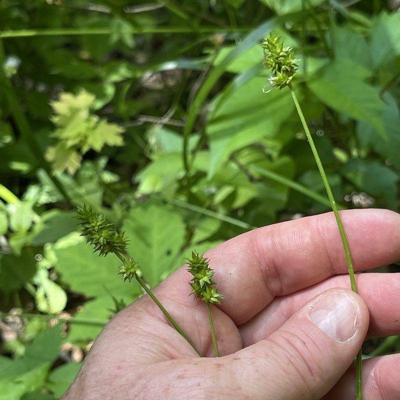 Carex cephaloidea, photographed by Summit Metro Parks