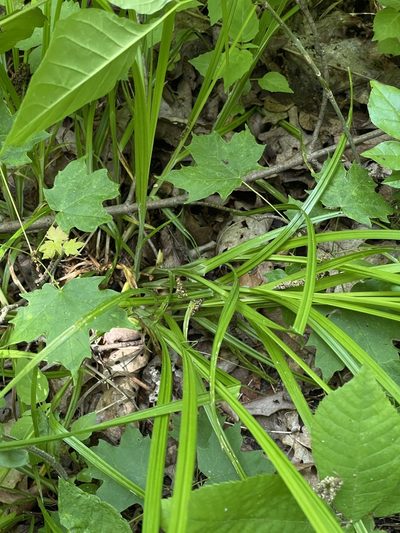 Carex cephaloidea, photographed by Summit Metro Parks