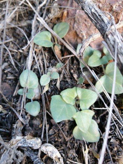 Curio articulatus, photographed by Danie Palm