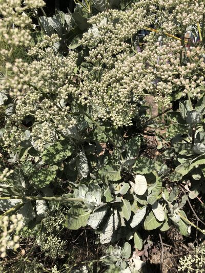 Eriogonum giganteum, photographed by Mike Butler