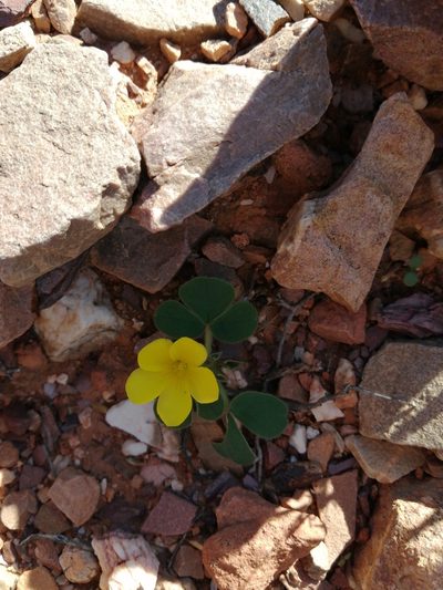 Oxalis melanosticta, photographed by Danie Palm
