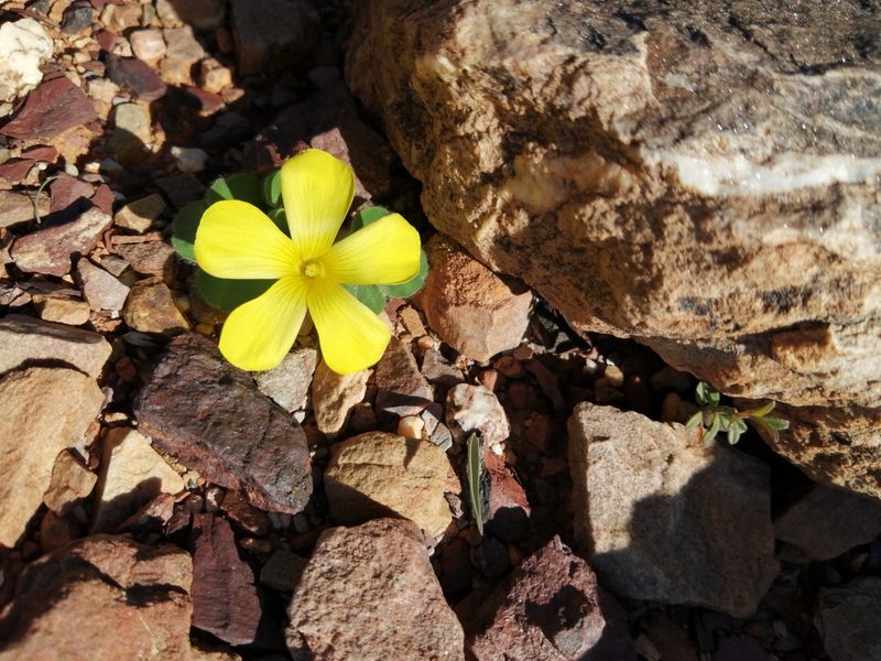 Oxalis melanosticta, photographed by Danie Palm