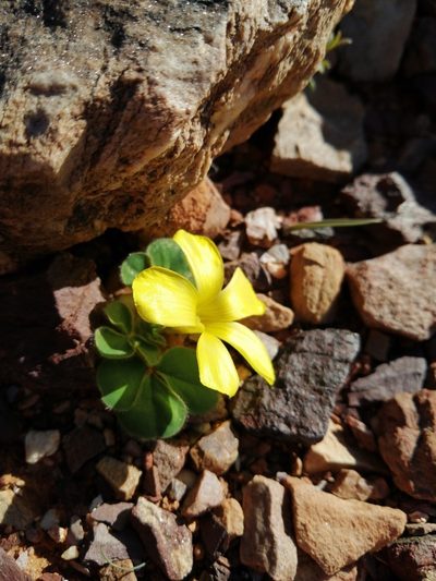 Oxalis melanosticta, photographed by Danie Palm
