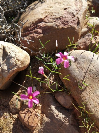 Oxalis leptogramma, photographed by Danie Palm