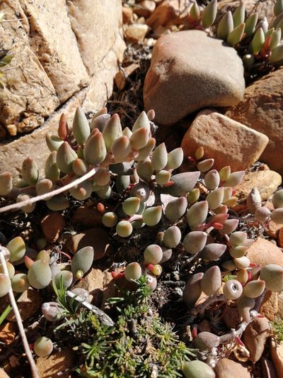 Adromischus filicaulis, photographed by Danie Palm