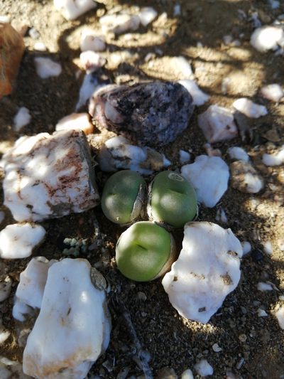 Gibbaeum nuciforme, photographed by Danie Palm