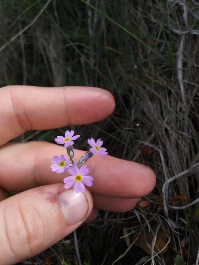 Primula laurentiana, photographed by Mike Zifkin
