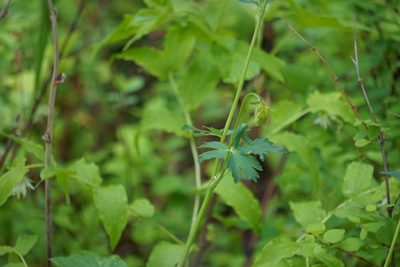 Aquilegia flavescens, photographed by Spencer Quayle