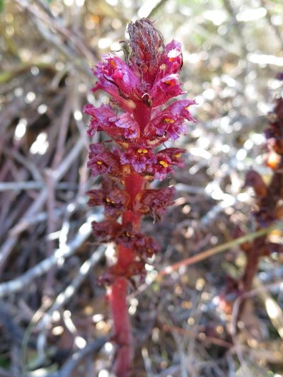 Orobanche foetida, photographed by Ricardo Lima