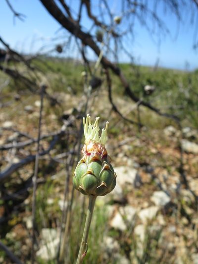 Rhaponticoides africana, photographed by Ricardo Lima