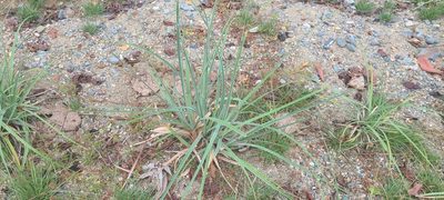 Cyperus ligularis, photographed by ritirene