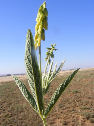 Eriosema burkei, photographed by Andrew Deacon