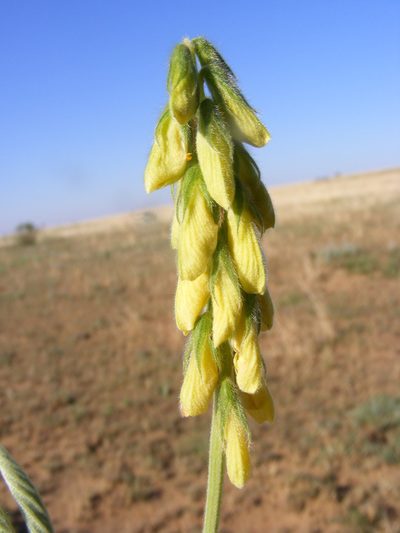 Eriosema burkei, photographed by Andrew Deacon