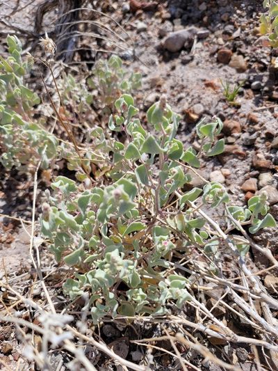 Atriplex saccaria, photographed by Dan Killam