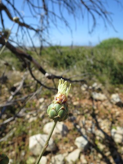 Rhaponticoides africana, photographed by Ricardo Lima