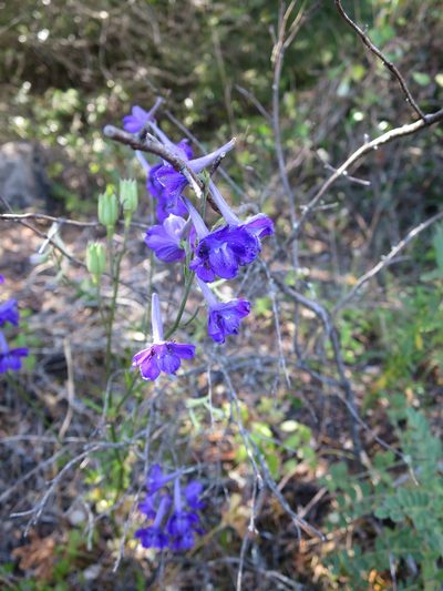 Delphinium pentagynum, photographed by Ricardo Lima