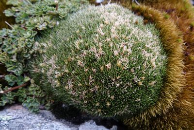 Colobanthus buchananii, photographed by John Barkla