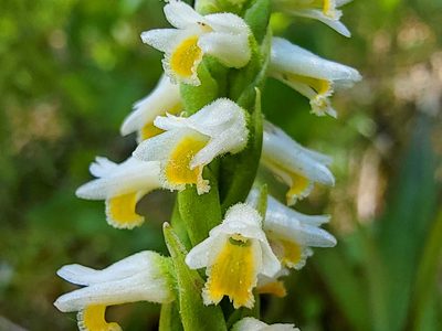 Spiranthes lucida, photographed by Elias