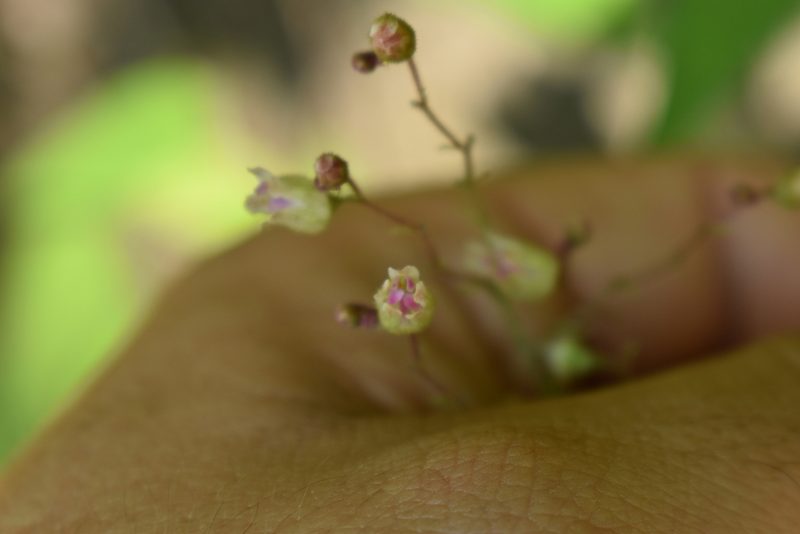Heuchera longiflora, photographed by John Brown