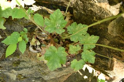 Heuchera longiflora, photographed by John Brown