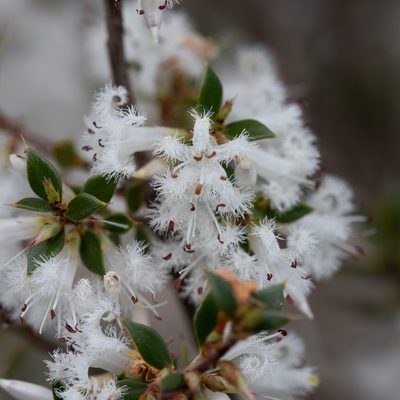 Styphelia exarrhena, photographed by Kym Nicolson