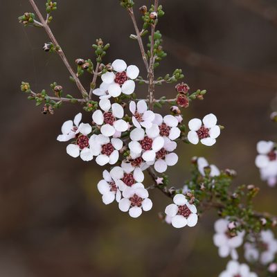 Rinzia orientalis, photographed by Kym Nicolson