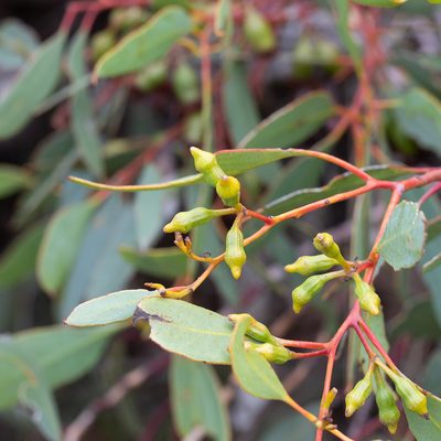 Eucalyptus incrassata, photographed by Kym Nicolson