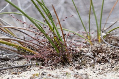 Lomandra micrantha, photographed by Kym Nicolson