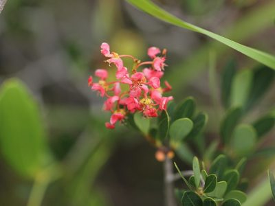 Byrsonima lucida, photographed by jrcagle