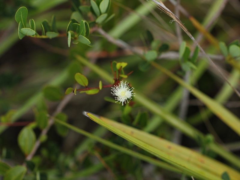 Mosiera longipes, photographed by jrcagle