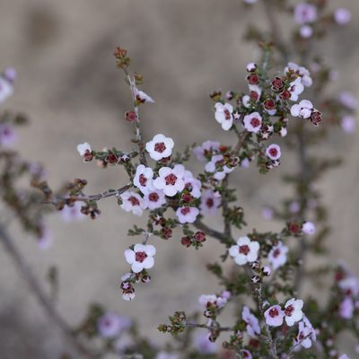Rinzia orientalis, photographed by Kym Nicolson