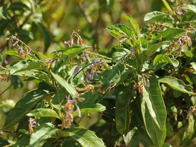 Solanum bahamense, photographed by jrcagle