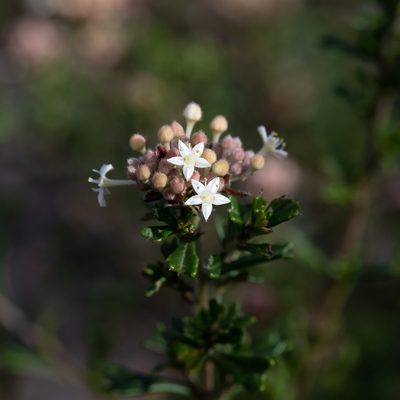 Pomaderris obcordata, photographed by Kym Nicolson