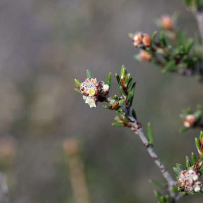 Spyridium eriocephalum, photographed by Kym Nicolson