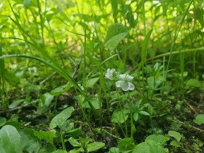 Viola macloskeyi, photographed by Kate