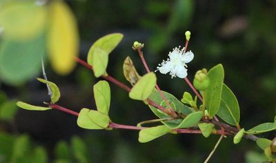 Mosiera longipes, photographed by jrcagle