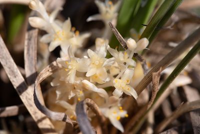 Lomandra effusa, photographed by Kym Nicolson
