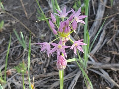 Allium bisceptrum