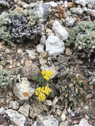 Cymopterus alpinus, photographed by Cecelia Alexander