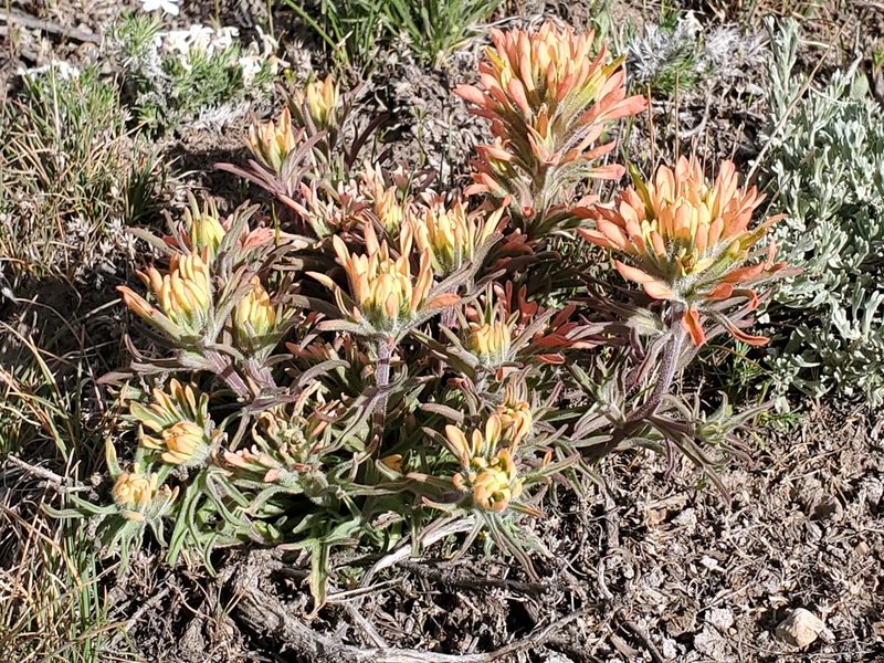 Castilleja angustifolia, photographed by Craig Martin