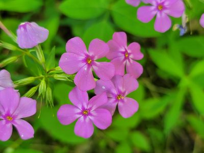Phlox glaberrima, photographed by Elias